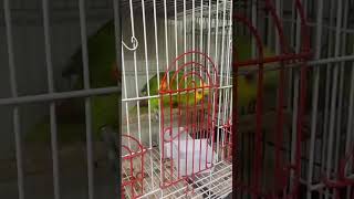 Blue Fronted Amazon Parrot Breeding Pair Talking  Exotic Birds  Crawford Market  9167866961 [upl. by O'Rourke59]