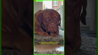 Dogue de Bordeaux The Worldwide Leader in Dog Breeds shorts [upl. by Ardnauqal]