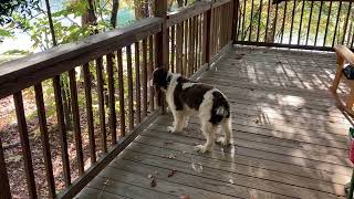 Cooper sees a ground squirrel and sounds the alarm [upl. by Gerome323]