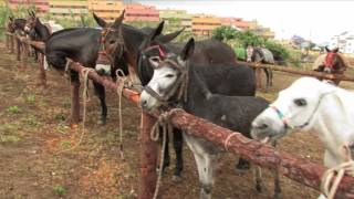 Feria de Ganado 2017 Los Realejos [upl. by Cyrus202]