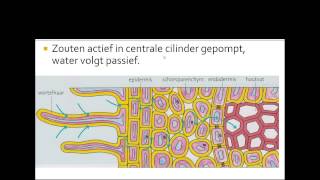 7 houtvaten bastvaten opname transport en afgifte van water en zouten [upl. by Hedaza752]