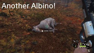 Albino Female Deer in New England theHunter Call of the Wild [upl. by Anej]