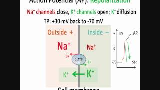 Neuron Action Potential Part 2 Depolarization Repolarization Hyperpolarization [upl. by Anrol916]