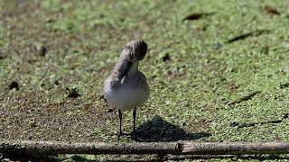 トウネン 野鳥 Rednecked Stint Calidris ruficollis wildbirds [upl. by Melc328]