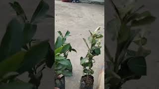 ixora plant  care tipsflowergarden flower MS dhoni [upl. by Pussej]