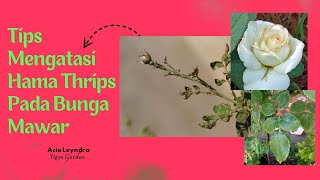 Tips Mengatasi Hama Thrips Pada Bunga Mawar  Memberantas Chili Thrips Pada Bunga Mawar [upl. by Trilley]