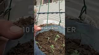 Grow tomatoes in plastic pots hanging indoors recycleplasticbottles plasticbottlegarden gardening [upl. by Curtis518]