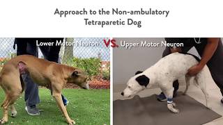 Two Dogs Unable to Walk But Very Different Localizations  Lower vs Upper Motor Neuron Lesions [upl. by Weksler788]