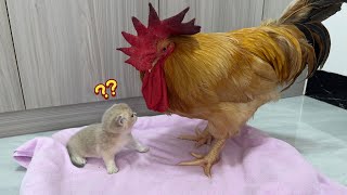 So funny cute🤣The strange behavior of the cat father and mother surprised the roosterCute kittens [upl. by Erdnuaed]