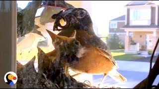 Couple Watches Baby Birds Hatch And Grow Up  The Dodo [upl. by Bidle]