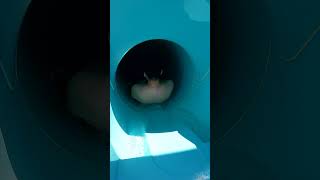 Tunnel Free Fall WaterSlide at DoloSu WaterPark Kemer Turkey Türkiye shorts [upl. by Manvell]