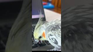 Hand Tamed Cockatiel ne Laptop Tod diya  Daily Pet Vlogs  master Cage birds cockatiel [upl. by Anerol]