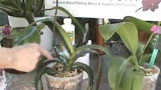 Orchid Care  Cutting Spikes on a Phalaenopsis  From rePotmecom [upl. by Anairt]