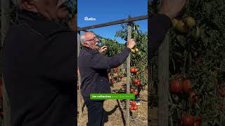 Plus de tomates en les cultivant en hauteur [upl. by Koy]