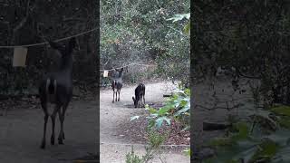 Deers on the trail [upl. by Egwin423]