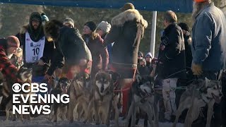 A look at what it takes to compete in the 300mile Beargrease Sled Dog Marathon [upl. by Colet429]