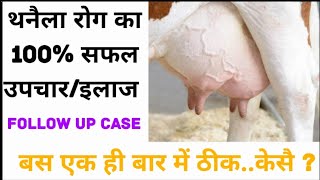 Treatment of AcuteClinical Mastitis with Pus घर पर थनैला रोग का इलाज कैसे करें [upl. by Luhey]