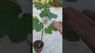 Hollyhock Grown from Seed has finally bloomed [upl. by Geldens]