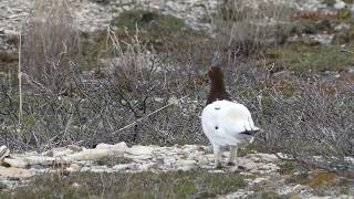 Willow Ptarmigan  Churchill and Vicinity IBA [upl. by Nohsid]