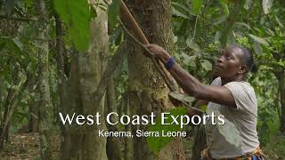 West Coast Exports  Sierra Leone [upl. by Bonnette718]