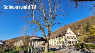 🚨😱 Das große Baumsterben in Rheinfelden hat begonnen 0312 2024 [upl. by Alrich]