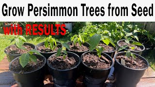 Grow American Persimmon Trees From Seed [upl. by Kellia781]