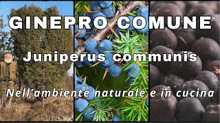 ginepro comune Juniperus communis [upl. by Jerrold]