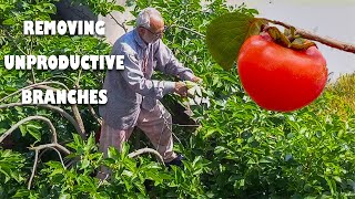 Thinning persimmon branches for better fruit  Pruning Persimmons Tree [upl. by Nelrac]