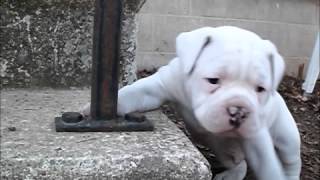 American Bulldog Puppies [upl. by Rafaelof]