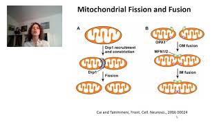 Mitochondrial Cell Biology 2 [upl. by Onafets377]