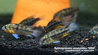 Apistogramma cacatuoides quotWildquot Stock 28042013 By ApistoLism [upl. by Ynnelg900]