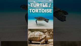 Do you often confuse Turtle and Tortoise animals turtles tortoise wildlifeinsights oceanlife [upl. by Dina]