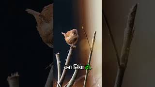 wren bird 2FactFiles in Hindi Hindi facts trending viral [upl. by Esyak]