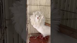 Fancy kabotar pakr liya😱 viralvideo birds pigeon foryou lovebirds mostviral fyp [upl. by Wynn]