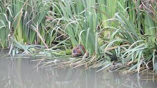 COIPO Myocastor coypus [upl. by Hailat]