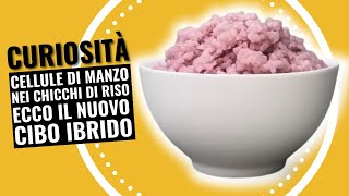 Curiosità Cellule di manzo nei chicchi di riso ecco il nuovo cibo ibrido [upl. by Assilym]