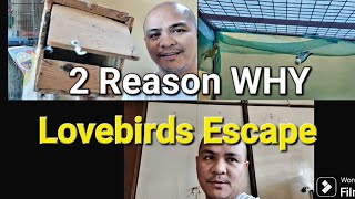 The Truth Behind Lovebirds Escape [upl. by Ennahtur]