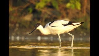 Pied Avocet feeding behaviour DSCN8159 1 [upl. by Enetsirhc]