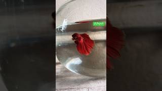 Halfmoon Betta Fish halfmoon beautifulbetta shorts [upl. by Namrehs285]