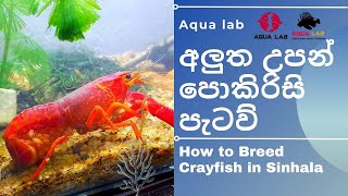 How to breed Crayfish Step By Step හරියටම දැනගන්න​ Everything [upl. by Netsreik]