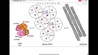 Hemoglobinopathies part 1 by doctor Heba [upl. by Enrobialc685]