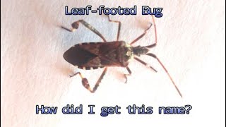 Leaffooted Bug Acanthocephala spp [upl. by Urquhart858]