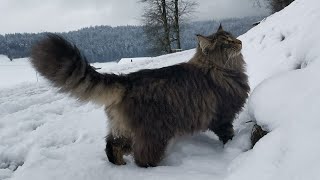 Norwegian Forest Cat A royal walk with Finn ASMR [upl. by Birdella]