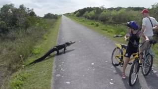 Shark Valley  Bike Trail Up close [upl. by Viola]