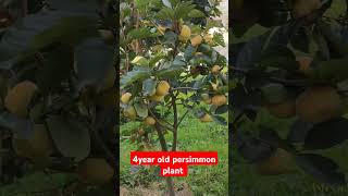 4year old Persimmon plant 9816757642 fruitplantnursery persimmonfruit applefarm [upl. by Gabor]