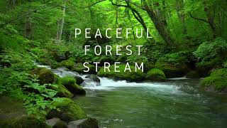 Peaceful Forest Stream an hour of relaxation and renewal [upl. by Zindman]