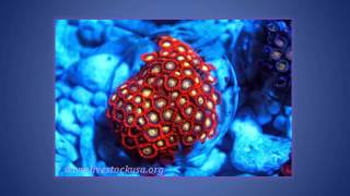 Colorful Taiwan Zoanthid Polyps [upl. by Ifok]