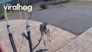 Curious Kangaroo Charges Paraglider  ViralHog [upl. by Sapienza]