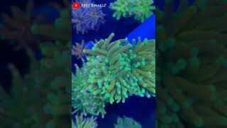 Euphyllia glabrescens green yellow tip green karang anemone [upl. by Arik]