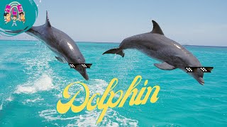 Dolphin Delight Discovering the Fascinating World of Dolphins  Educational Video for Kids [upl. by Eirrahs]